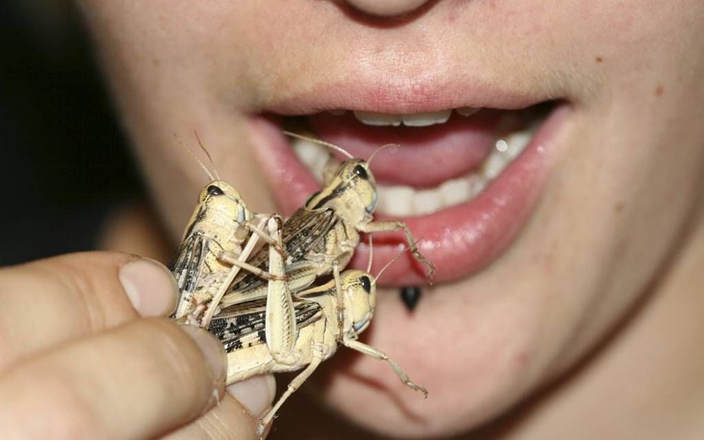 Insecten eten, de meeste Nederlanders gruwen er (nog) van. beeld Dierenpark De Oliemeulen