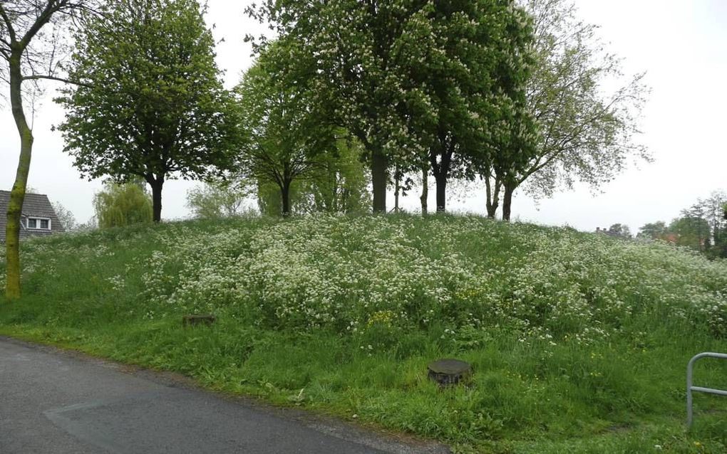 Een hoogwatervluchtheuvel bij Bruchem, net onder Zaltbommel. De gemeente wil de heuvels toegankelijker, zichtbaarder en beleefbaarder maken.  beeld André Bijl