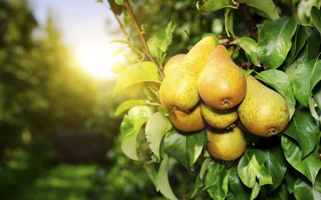 „De Israëliet dankte als het ware “in appels en peren”: de eerstelingen van de oogst werden letterlijk in de tempel gebracht. Dankdag gaat om meer dan het bijwonen van een extra dienst middenin de week.” beeld Fotolia