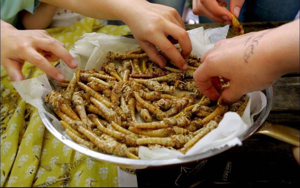 „De productie van insecten wordt een nieuwe sector in de landbouw en de voedings- en veevoederindustrie.” beeld ANP