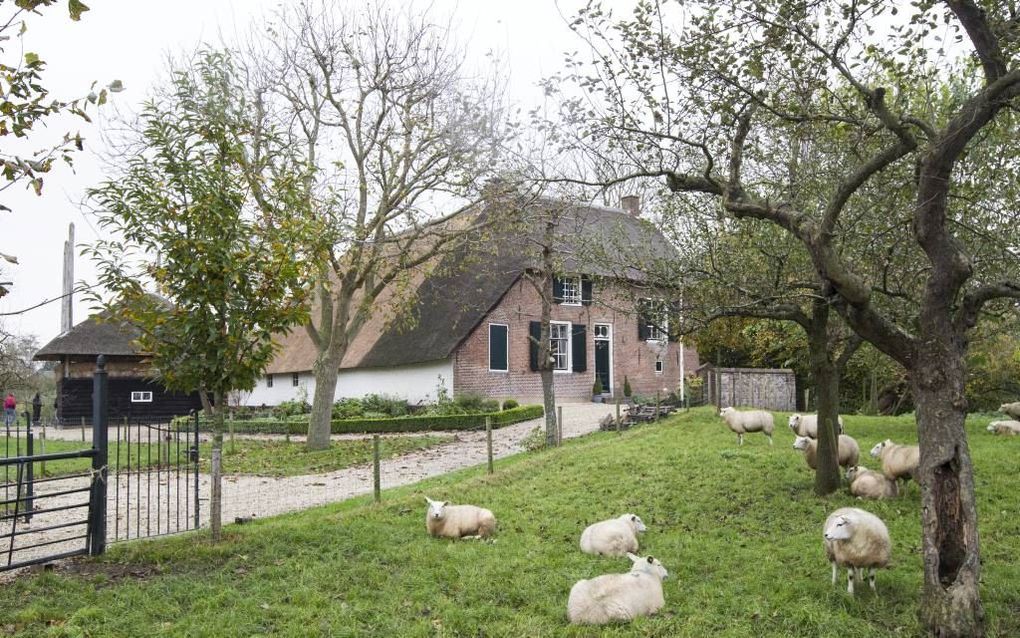 Boerderij ”Den oude Dijk” in Herwijnen is derde geworden in de verkiezing tot mooiste boerenerf van Gelderland. beeld RD, Anton Dommerholt