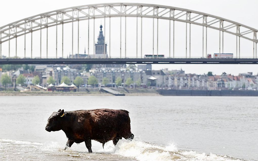 Nijmegen. beeld ANP