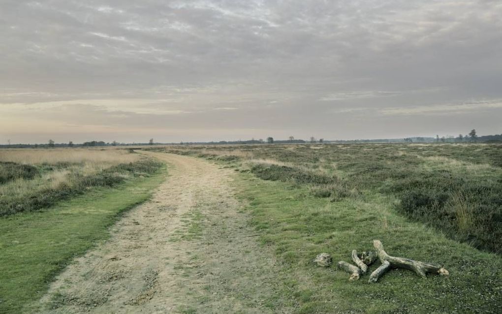 Balloërveld. Beeld Sjaak Verboom