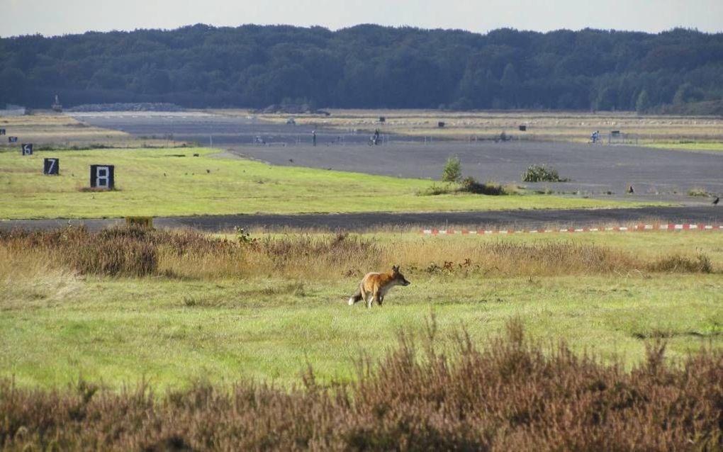 Vos voor de startbaan.  beeld Van den Bijtel Ecologisch Onderzoek