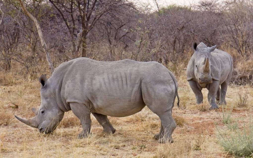 Neushoorn in Afrika. beeld Wikimedia