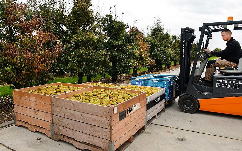 De prijs van peren is vooral gedaald door de grote oogst. De export is ondanks de Russische voedselboycot tot nu toe op peil gebleven. beeld ANP