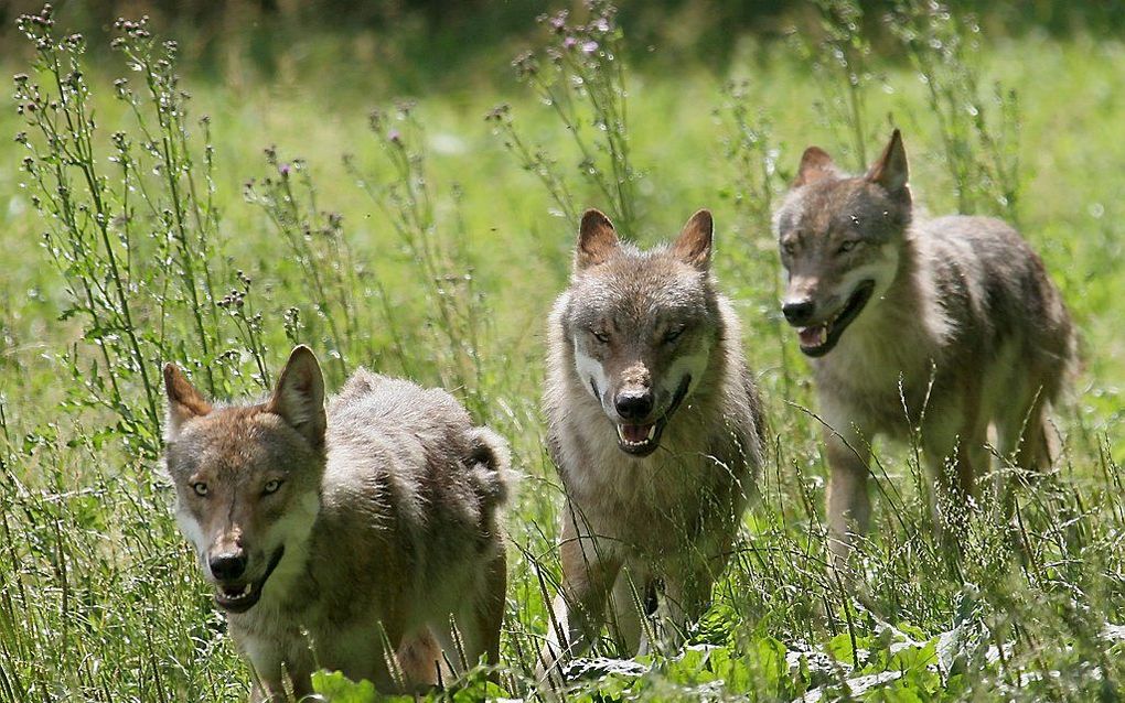 Jonge wolven in een Duits wildpark. Beeld EPA