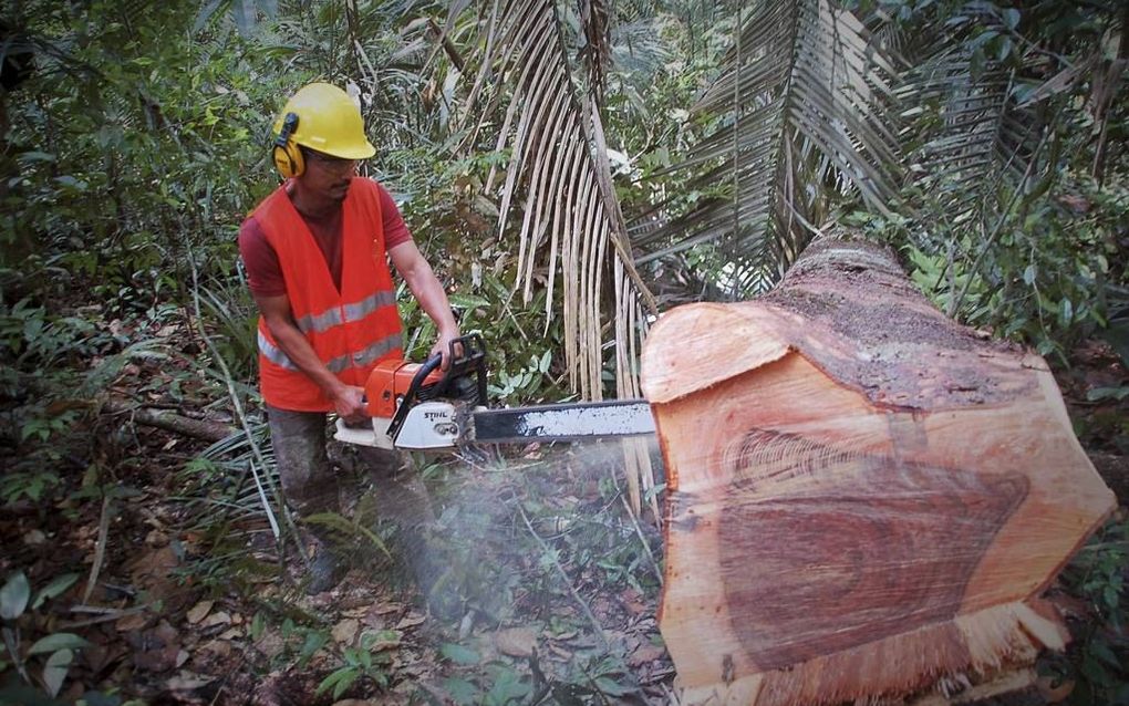 Wally, een inheemse bosarbeider velt in Suriname een reusachtige boom. beeld Gerard ten Voorde