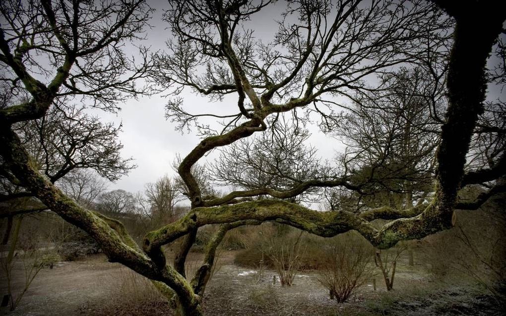 „De mens is als een boom. Een inkerving in een klein en jong stekje heeft tot gevolg dat de boom ernstig misvormd zich zal ontwikkelen.” beeld RD, Henk Visscher