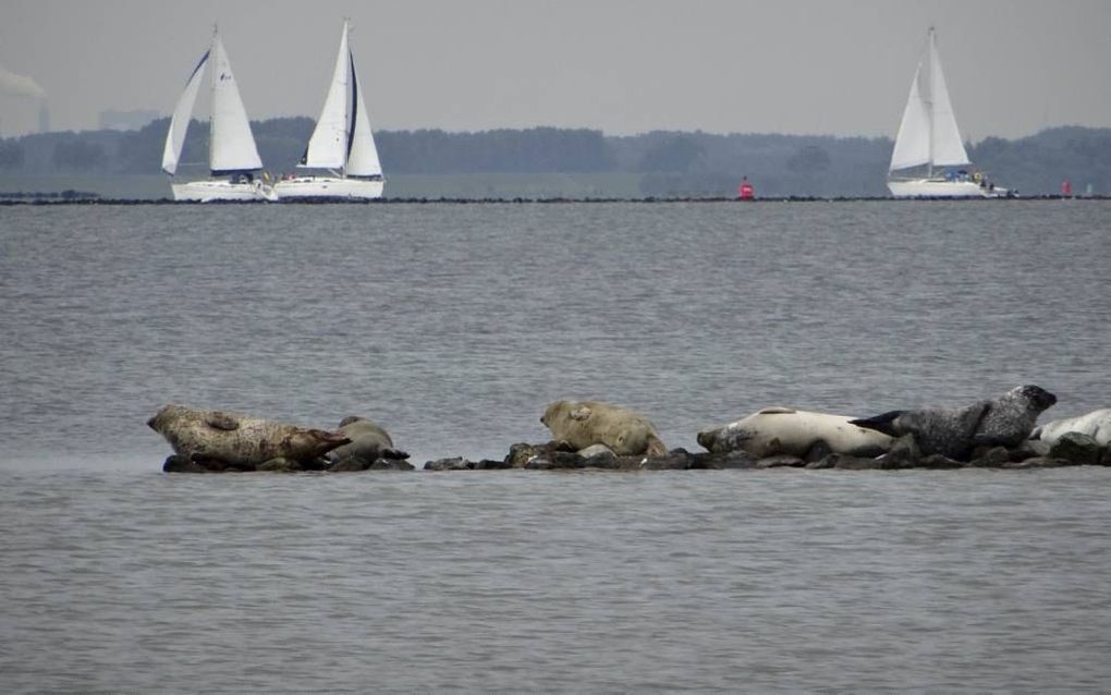 Zeehonden op de Stampersplaat in het Grevelingenmeer. Foto Kees de Kraker