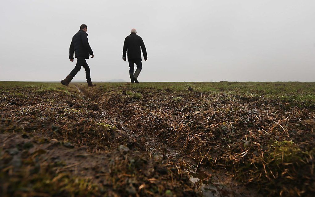 Taxateur Joop Verheul (R) en boer Jacob van der Wal tijdens de taxati van de schade die muizen aan landbouwgrond veroorzaken. beeld ANP