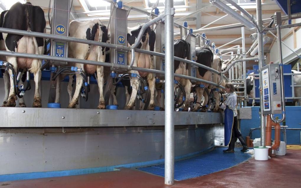 Critici vrezen dat de melkveehouderij na de afschaffing van de melkquotering sterk gaat groeien. Foto: een moderne draaimelkstal op een groot melkveehouderijbedrijf. beeld agri-tec.nl