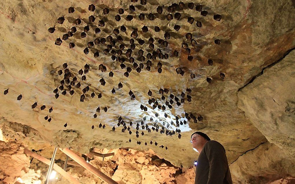 Vleermuizen hangen aan het plafond van een grot in het Tsjechische Mikulov. Bijna 600 vleermuizen brengen hier de winter door. beeld AFP