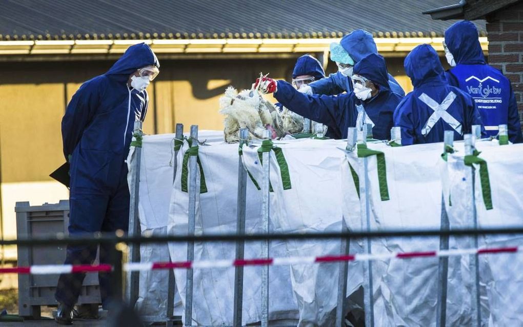 BARNEVELD. Het opduiken van vogelgriep in Barneveld, in het hart van de Nederlandse pluimveehouderij, is een grote schok voor de sector. Foto: personeel van de NVWA ruimt de 30.000 leghennen op het getroffen bedrijf. beeld ANP