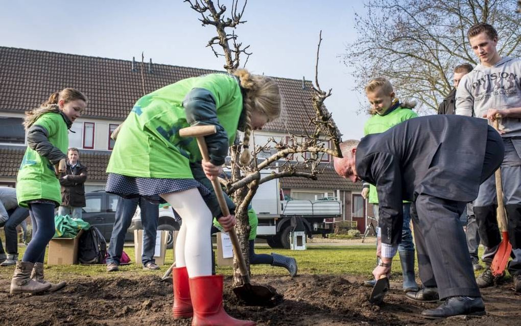 Leerlingen van groep 6 van de Johannes Calvijnschool in Veenendaal hielpen woensdagmorgen wethouder Beckerman bij het planten van tien perenbomen bij hun school. beeld Niek Stam