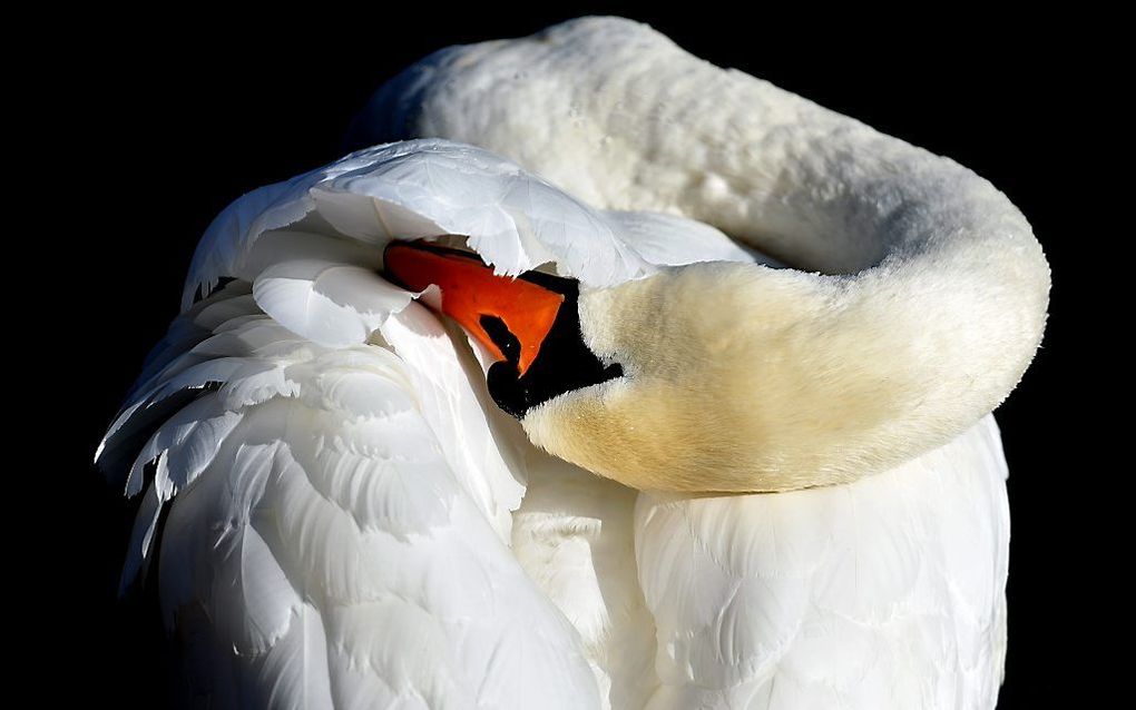 Een zwaan op de rivier Havel in het Duitse Potsdam poetst zijn veren. beeld AFP