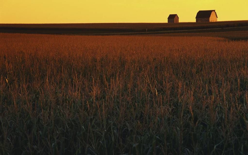 Maisveld met schuur in Iowa. Beeld Layne Kennedy