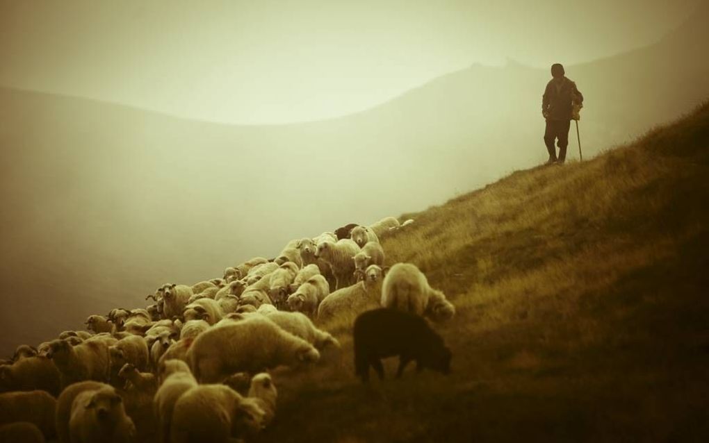 Prof. Baily laat de oorspronkelijke kracht van het beeld van de goede Herder helder zien.  Foto iStock