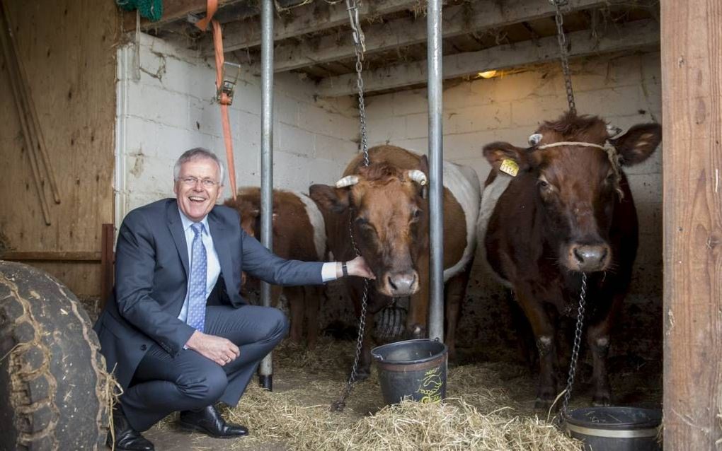 Eppie Klein bij zijn drie koeien in de stal achter de uit 1938 stammende boerderij. „Van huisuit ben ik bioloog. Ik vind het erg leuk beesten te hebben. De schuur heb ik nog met mijn zoons getimmerd, tussen het politieke bedrijf door.” beeld Bram van de B