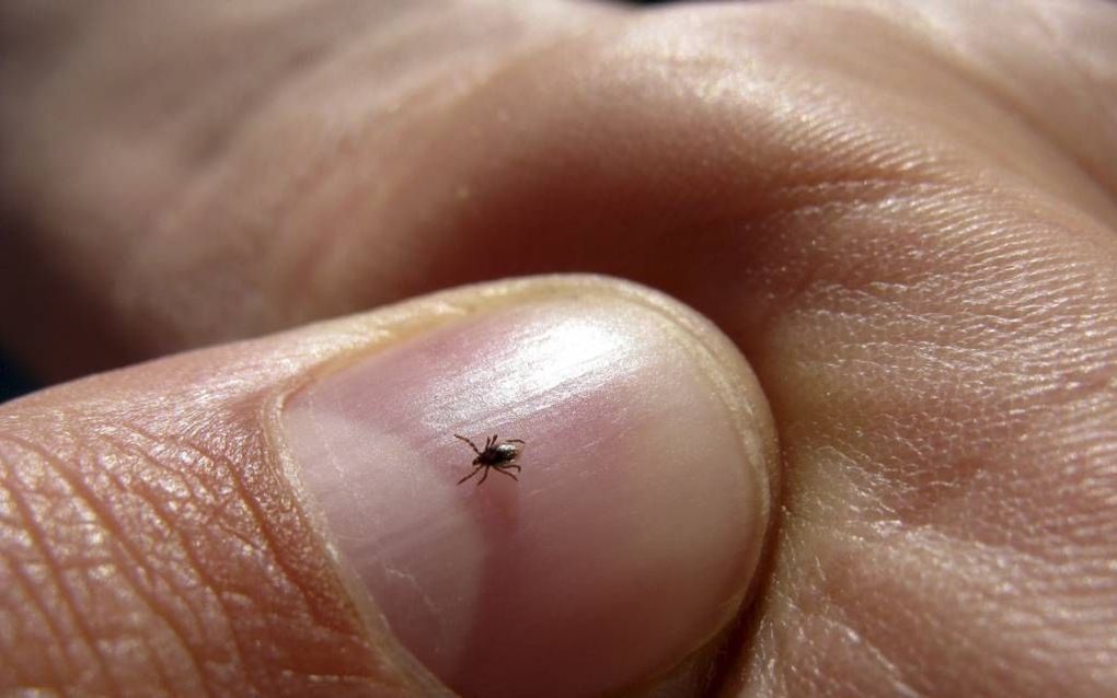 Teken lijken op kleine platte spinnetjes. beeld Tamara Hoffman/Pixelio.de