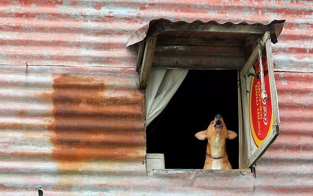 Hoewel de ziekte gemakkelijk te voorkomen is, kost hondsdolheid (rabies) in de wereld elke dag aan ongeveer 160 mensen het leven. beeld AFP