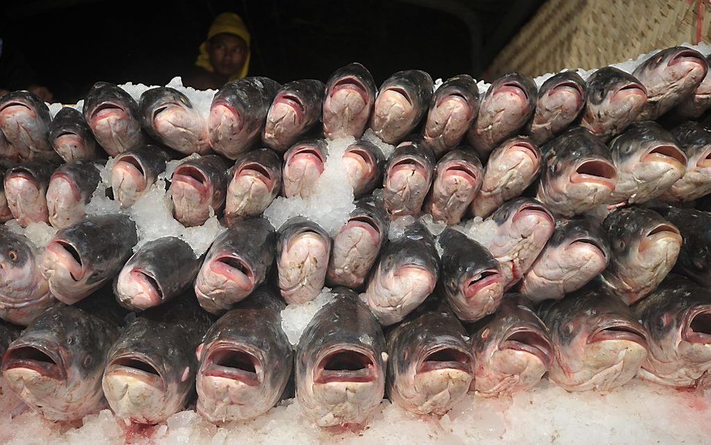 Het is elke dag een drukte van belang op de vismarkt van Yangon in Myanmar, het voormalige Birma. beeld AFP