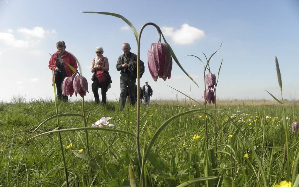 Kievitsbloemen. Foto RD