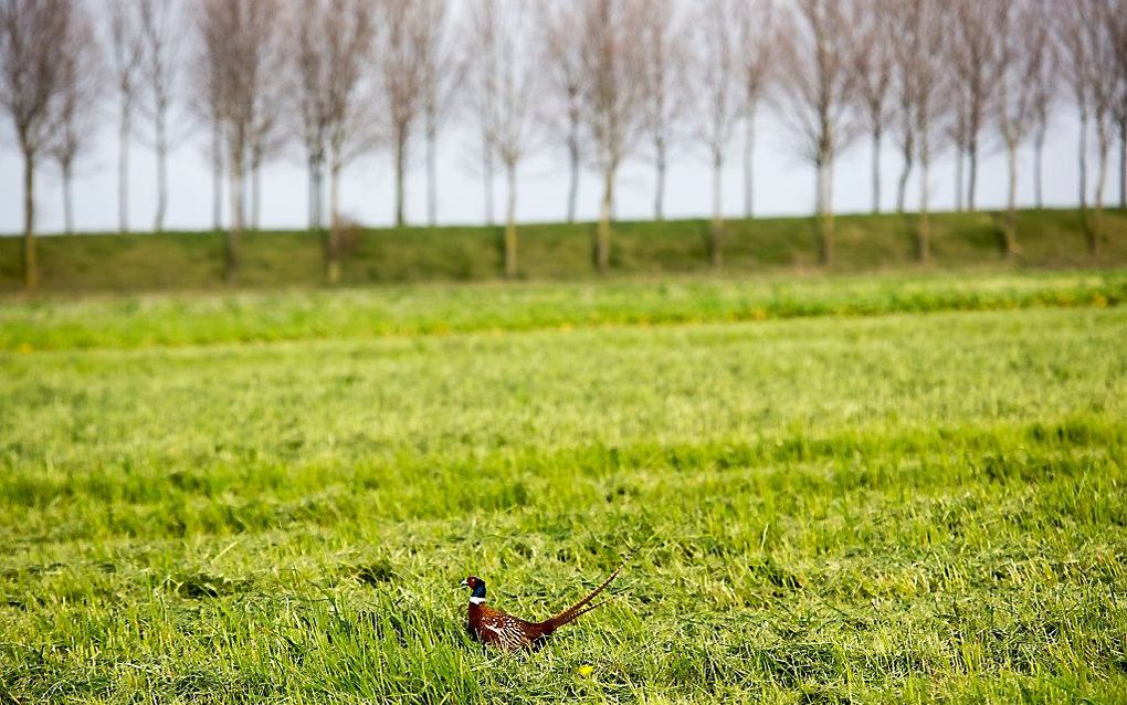 De Hedwigepolder in Zeeuws-Vlaanderen. beeld ANP