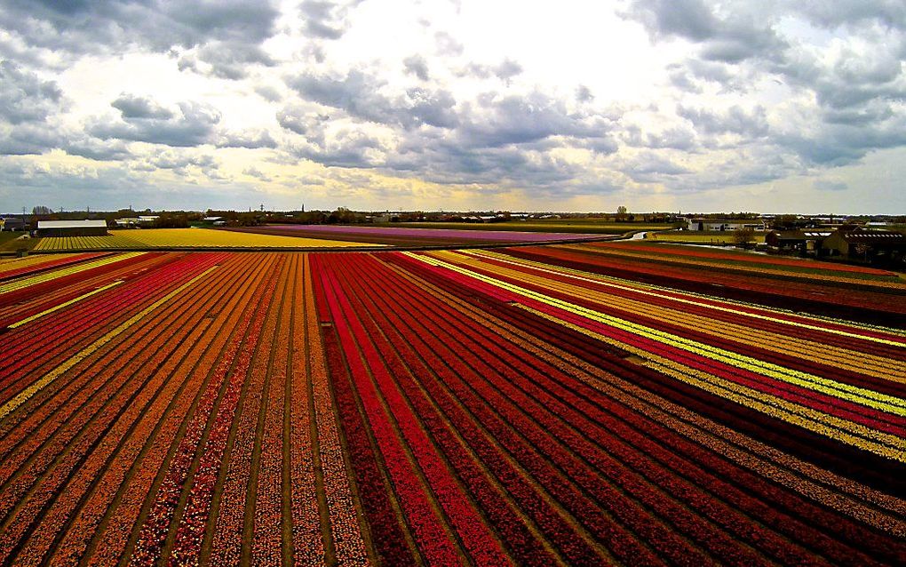 Dronebeelden vanuit de Bollenstreek. Lissenaar Theo van Woerden liet z’n vliegende camera los boven de bollenvelden. Dat leverde mooie foto’s op. beeld Theo van Woerden