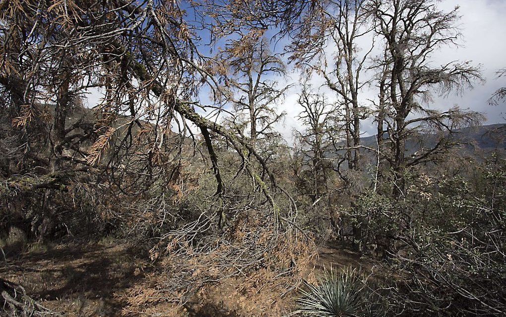 Dode bomen in het Frazier Park in Californië. beeld AFP