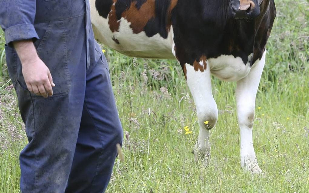 Een bijzondere verschijning bij melkveehouderij Van Raaij in het Brabantse Gassel. De anderhalfjaar oude Toos 55 telt geen twee, zoals gebruikelijk, maar drie kleuren. beeld Vidiphoto