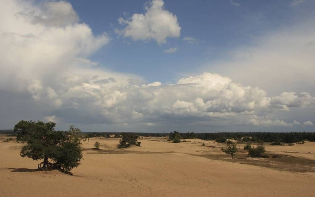 Stuifzandgebied Kootwijkerzand (Veluwe). beeld RD