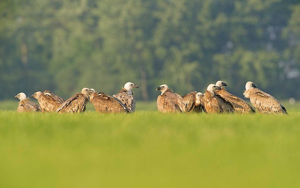 Vale gieren in een weiland bij Burgwerd in Friesland. beeld ANP