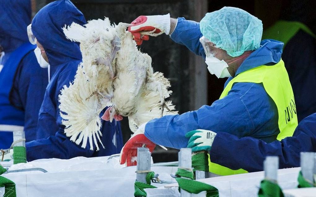 De Nederlandse Voedsel- en Warenautoriteit liet de afgelopen maanden twaalf pluimveehouderijen ruimen, waarvan er op vijf daadwerkelijk vogelgriep heerstte.  beeld ANP