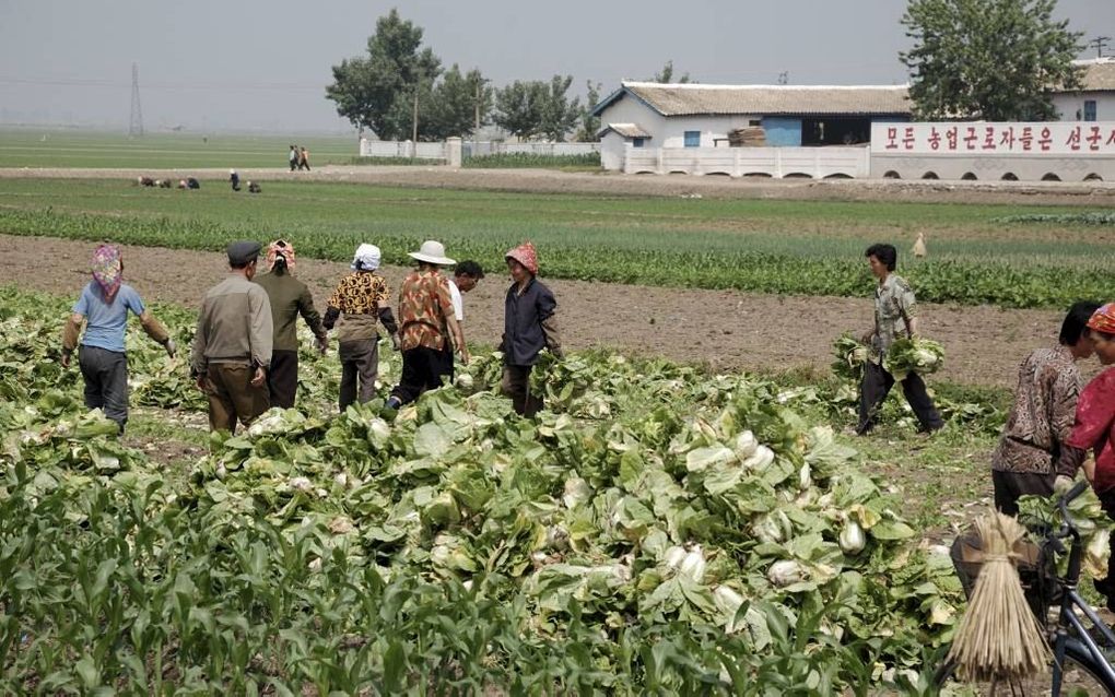 PYONGYANG. Noord-Koreaanse landarbeiders op een modelboerderij bij de hoofdstad. Toch mogen ze steeds meer als zelfstandige boertjes aan de slag. beeld Wikimedia