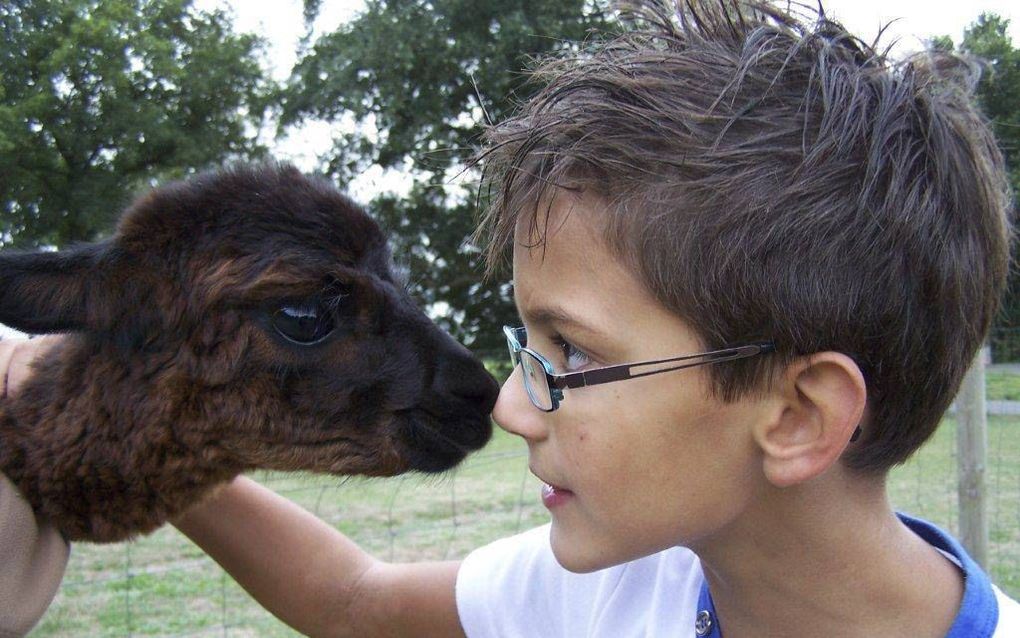 Een jongen met autisme knuffelt met een alpaca bij een praktijk voor psychomotorische kindertherapie in Nunspeet. Kinderen met autisme ruiken vieze geuren vaak even lang als lekkere aroma's. beeld De Nerflander