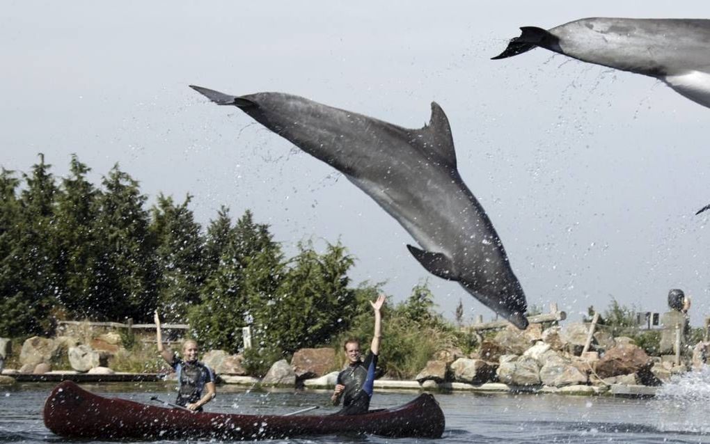 Tuimelaardolfijnen vertonen in de Lagune van het Dolfinarium in Harderwijk hun kunstjes voor het publiek. Morgen verschijnt een boek over het zeezoogdierenpark, dat deze week 50 jaar bestaat.  beeld ANP