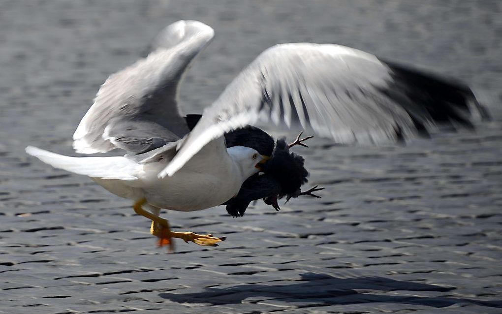 Beeld AFP