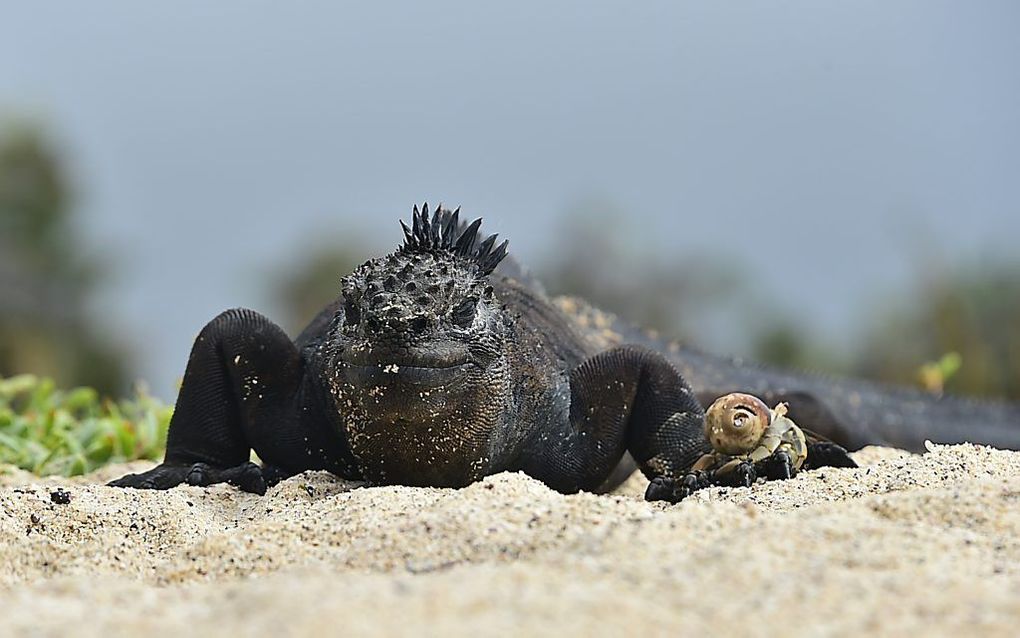 Zeeleguaan op ”Playa de los Perros" op de Galapagoseilanden. beeld AFP