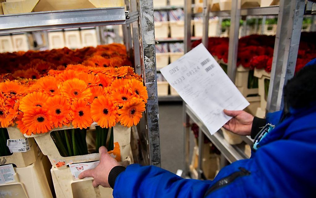 De Russische waakhond Rosselchoznadzor voor ‘plantengezondheid’ wil het gesprek aangaan met de Europese Unie over de veiligheid van Nederlandse bloemen.  beeld AFP