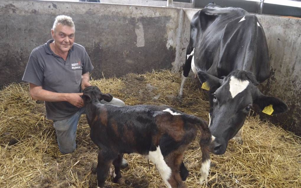 Melkveehouder Henk van Boven uit Staphorst is trots op het dinsdag geboren driekleurige kalf dat de naam Josca kreeg. Moeder is koe nummer 119.  beeld Artizzl Media/Peter Nefkens