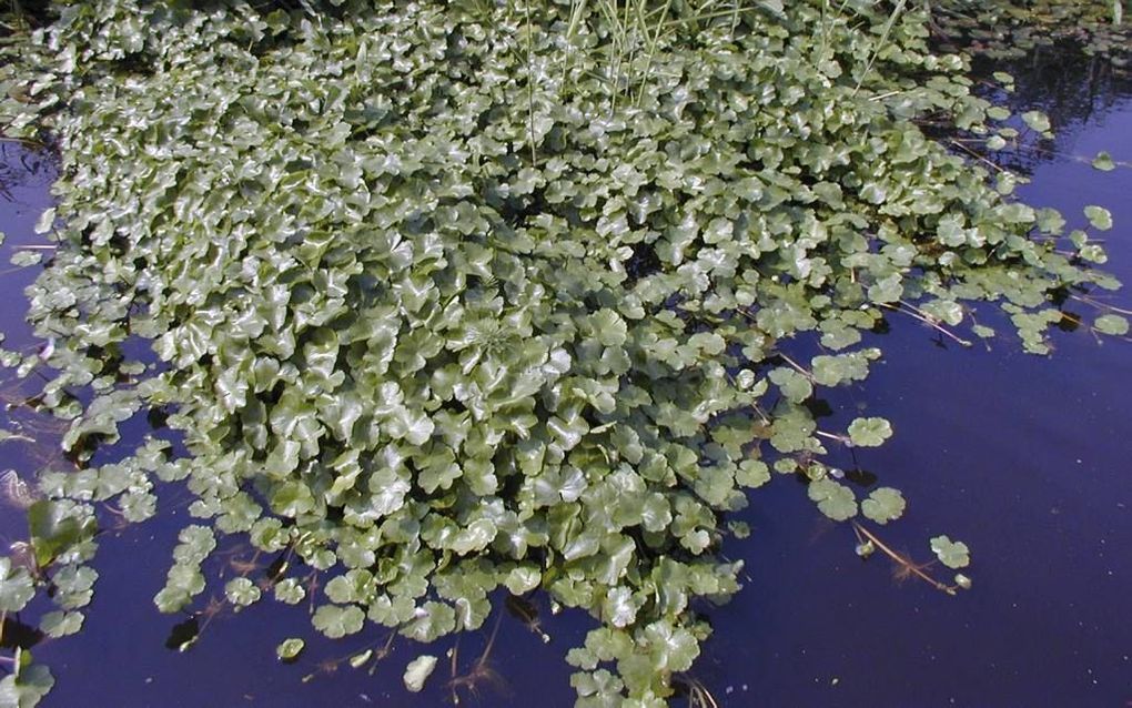 Grote waternavel. beeld Waterschap Groot Salland