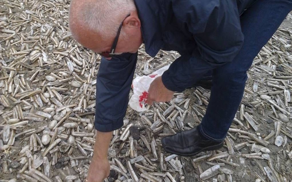 Tienduizend schelpen en zeedieren op het strand na zomerstorm. Foto Gab Mulder