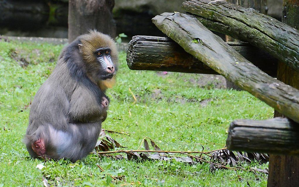 beeld Ouwehands Dierenpark