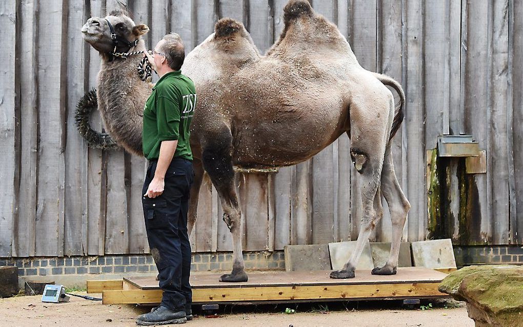 Kameel Noemie weegt 713 kilogram. beeld EPA