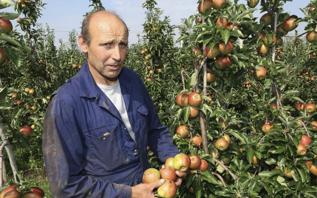 DODEWAARD. De hagel van zondagavond heeft veel appels in de boomgaard van Sander de Vree beschadigd.  beeld VidiPhoto