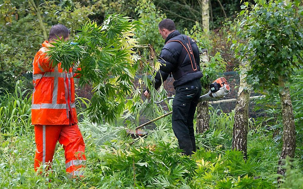 Medewerkers verwijderden vorig jaar wietplanten uit een bos bij de Limburgse plaats Reuver. De straatwaarde van de 18.000 planten schommelt rond de 20 miljoen euro. beeld ANP