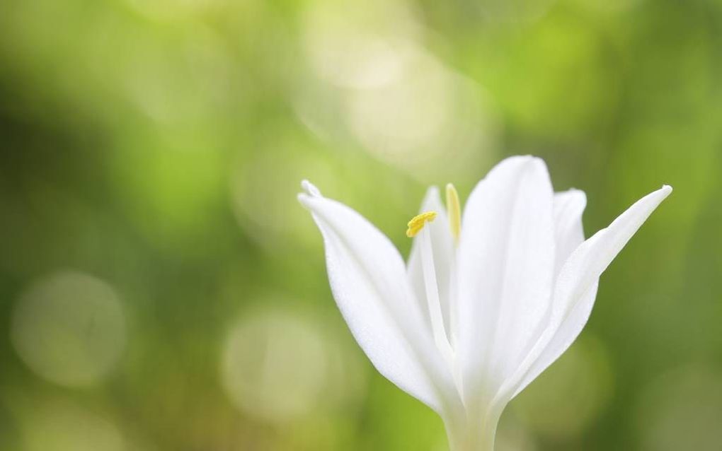 De vereniging met Christus is de wortel van alle heiligheid en in Christus geloven is de eerste stap naar een heilig leven.  Foto iStock