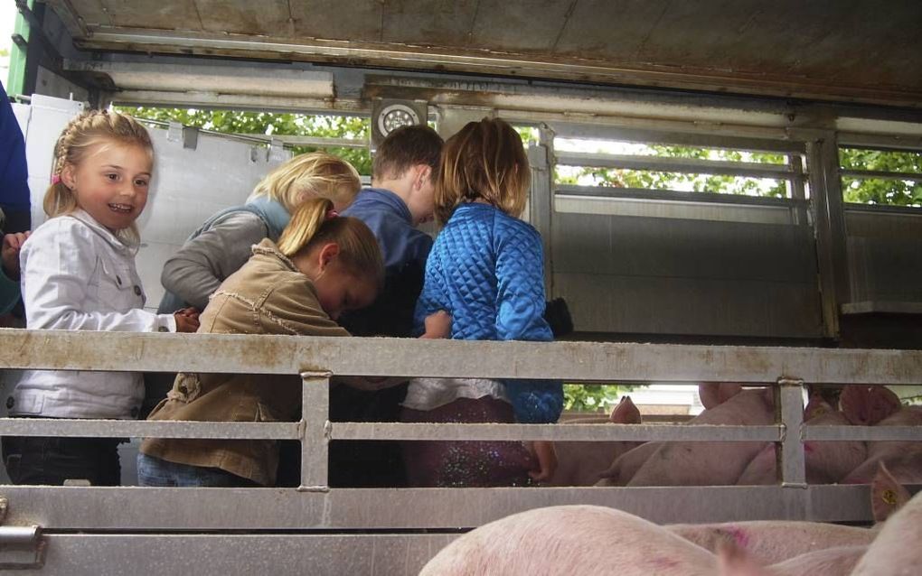 SINT-OEDENRODE. Kinderen van basisschool Antonius van Padua namen gisteren een kijkje in een vrachtauto met biggen. De dieren kwamen van een naburige varkenshouderij.  beeld Vee&Logistiek Nederland