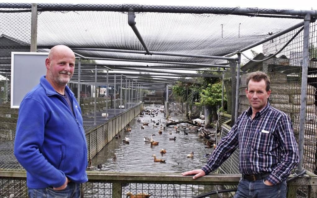 Zwanendrifter Herman van Elten (links) en Koos Hoogendoorn voor het watervogelverblijf van Hoogendoorns dierenhandel. Nederlandse zwanen ontbreken sinds het recente stilleggen van zwanendriften. Foto Dick den Braber